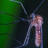 Как защититься от комаров: 10 народных средств 