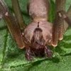 "Мы никогда от них не избавимся": квартиру женщины заполонили ядовитые пауки 