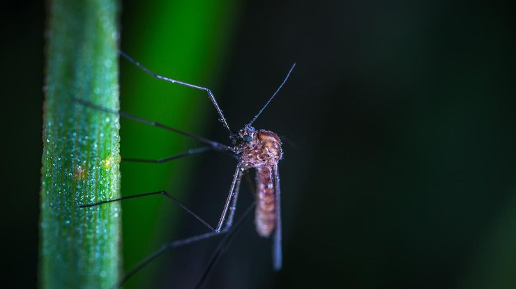 Что делать и что использовать, если средство от комаров приобрести забыли?