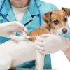 Халатне відношення до тварин та евтаназія: відверте інтерв'ю з ветеринаром