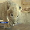 Зоопарк під Запоріжжям поповнився дитинчатами леопарда