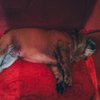 Пьяная хозяйка молча наблюдала: бойцовский пес убил бульдога