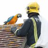 Застрявший на крыше попугай обматерил пожарных и улетел (видео)