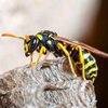 В Германии за убийство осы штрафуют на 50 тысяч евро