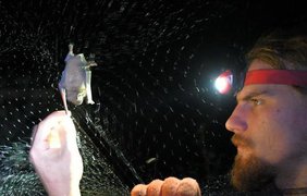 За время экспедиции ученым удалось поймать 420 особей. Фото: liga.net