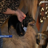 У Великобританії влаштували вечірку для собак породи такса (відео)