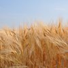 В Ukrlandfarming Бахматюка похвастались хорошим урожаем зерновых