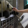 Панда з Відня вражає людей картинами (відео)