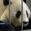 У зоопарку Відня з'явилась панда-художниця