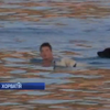 У Хорватії влаштували заплив для людей з собаками