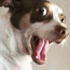 Необычная реакция на объятия сделала пса звездой (видео) 