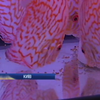 У Києві відкрилася виставка акваріумних рибок (відео)