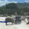 В Мексике на автомобиль с людьми набросился носорог (видео)