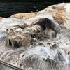 Морское чудовище прибило к берегам Аляски (фото)