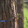 Лісові господарства України атакують жуки-короїди