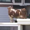 Сбежавшую корову нашли на крыше гаража (видео) 