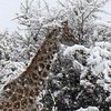 В Африке выпал снег (фото)