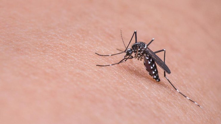 Лихорадку Западного Нила переносят комары. Илл.: pixabay.com