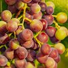 Виноград: чем полезен и как выбрать 