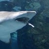  В США мужчина погиб после нападения акулы