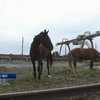 Ферма смерті: власник табуна заморив голодом коней