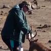 Турист рискнул жизнью ради спасения антилопы (видео)