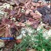Во Львовской области обнаружили тонны биологических отходов