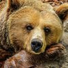 Медведь станцевал тверк в лесу (видео)