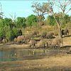 У Ботсвані вбили 87 слонів заради бивнів