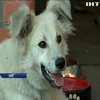 У Києві створили "швидку" для безпритульних тварин