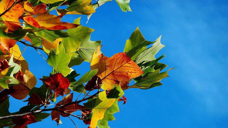 Фото: pixabay