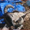 Мешканці Кропивницького потерпають від смороду з нелегального скотомогильника