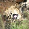 Не поделили: десяток львиц истерзали льва (фото)