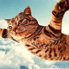 "Упал с неба": 6-килограммовый кот придавил мужчину 