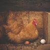 Яйцо или курица: загадка тысячелетия решена