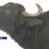 На Закарпатті відкрили ферму буйволів
