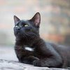 Приметы и суеверия про черных кошек