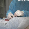 Українців навчатимуть першої допомоги травмованим тваринам