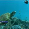 В Австралії роботи відновлюють коралові рифи