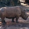 Девочка упала в клетку носорогов и чудом выжила