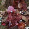 Кровавое месиво: в Мелитополе обнаружили гниющие останки (фото)