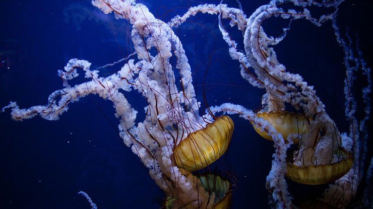 Фото: Pixabay
