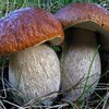 Медики раскрыли невероятное свойство белых грибов