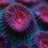 Кораллы впервые "восстали из мертвых" 