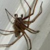 Приметы и суеверия: почему нельзя убивать пауков в доме