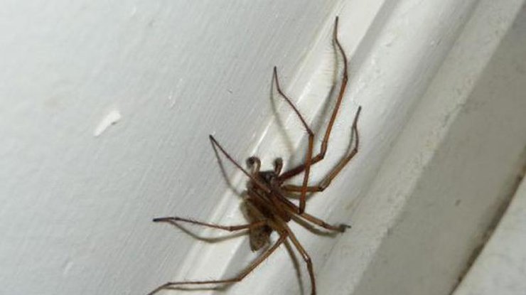 Энтомолог объяснил, почему нельзя убивать домашних пауков