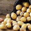 Чем опасен картофель: ответ ученых