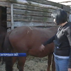 На Дніпропетровщині притулок для тварин просить про допомогу волонтерів