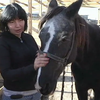 Дожити гідно вік: притулок на Дніпропетровщині допомагає коням