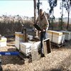 В Ізраїлі вивели нову породу бджіл